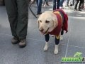 NYCC 2016 Cosplay 13 - Superman Dog