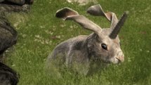 theHunter: Non-Typical Rabbit Release Video Thumbnail